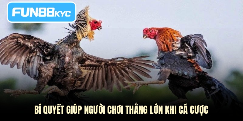 Bí quyết giúp người chơi thắng lớn khi cá cược