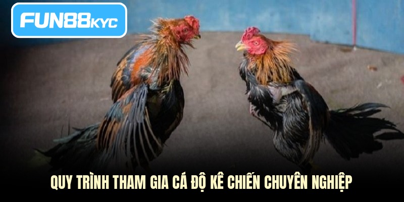 Quy trình tham gia cá độ kê chiến chuyên nghiệp