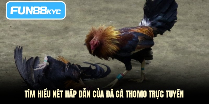 Tìm hiểu nét hấp dẫn của đá gà Thomo trực tuyến
